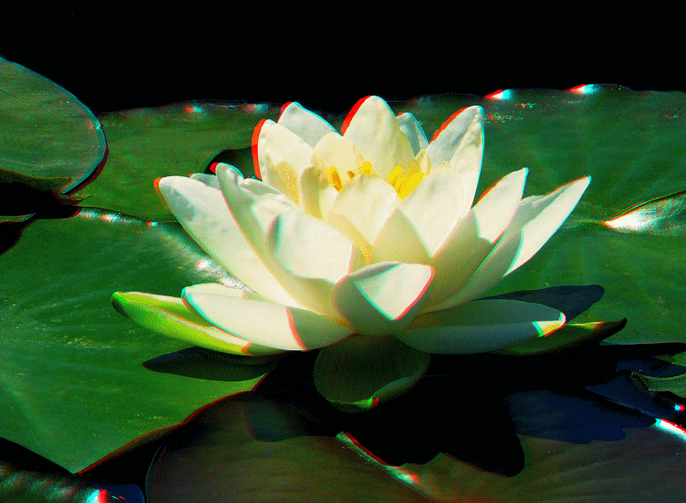 flower_blume_fleur_flor_3d