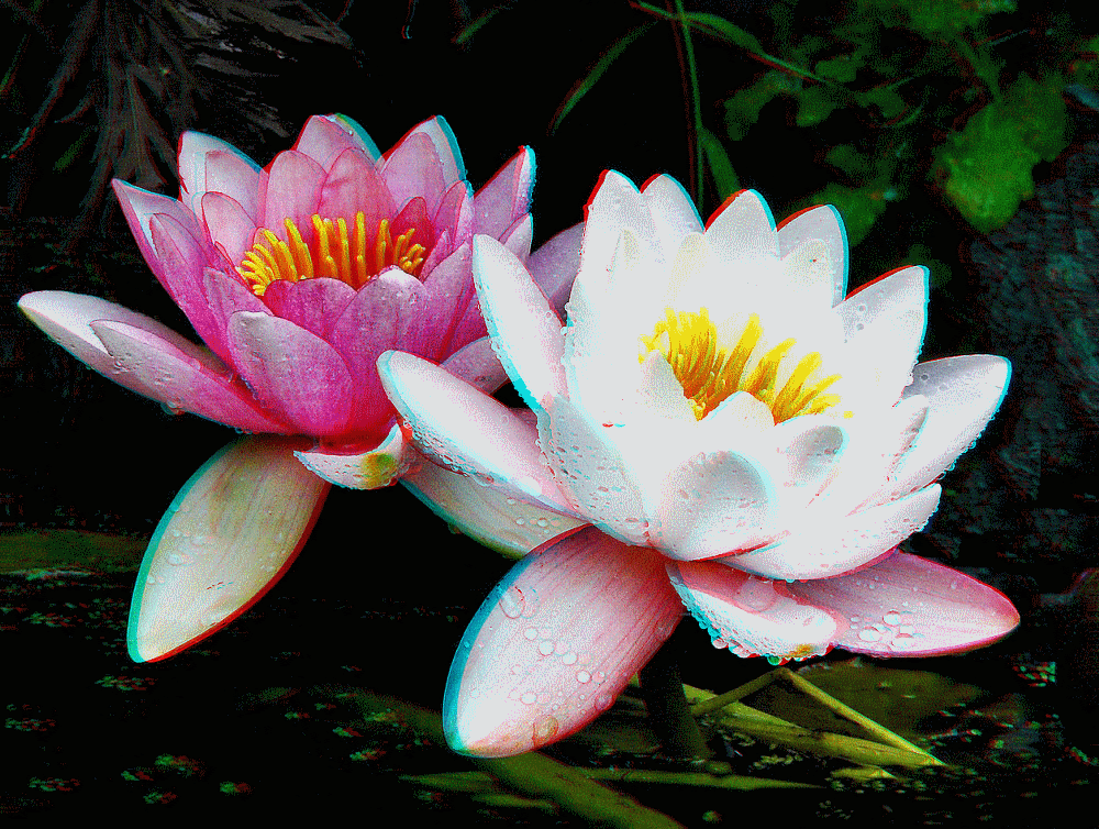 flower_blume_fleur_flor_3d