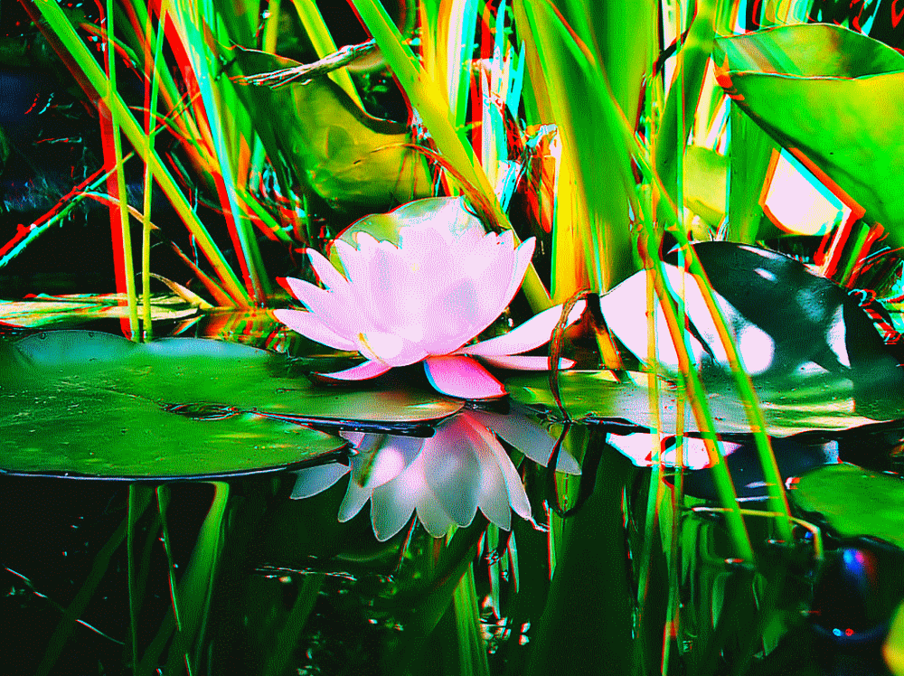 flower_blume_fleur_flor_3d
