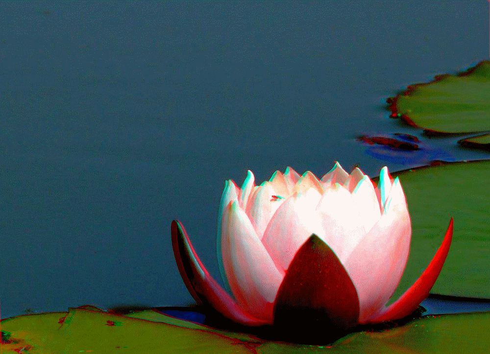 flower_blume_fleur_flor_3d