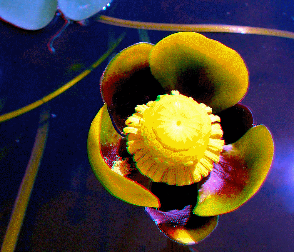 flower_blume_fleur_flor_3d